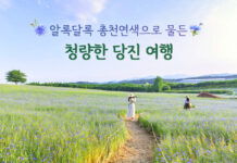 알록달록 총천연색으로 물든 청량한 당진 여행