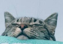 숙면이 건강의 열쇠… 수면의 중요성과 바람직한 수면 습관 a close up of a cat laying on a blanket