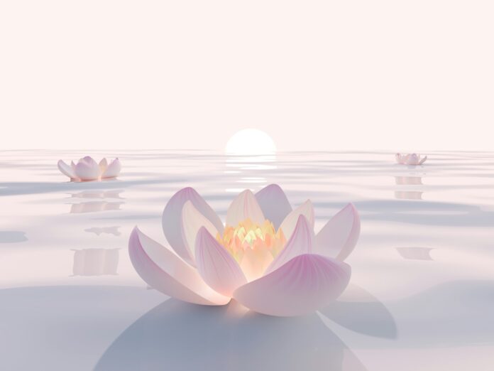 Photo by Dzo Pink lotus flowers floating on serene water at sunrise