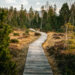 “마음 챙김, 바쁜 일상 속 건강 비법으로 떠오르다” wooden pathway near forest during daytime