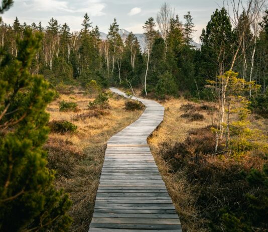 “마음 챙김, 바쁜 일상 속 건강 비법으로 떠오르다” wooden pathway near forest during daytime