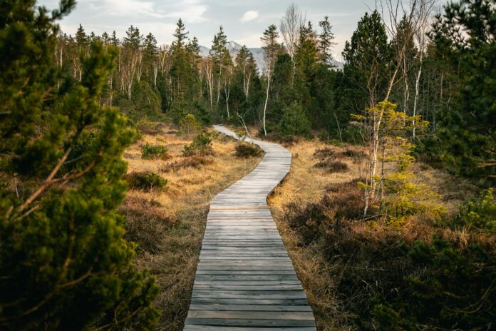 Photo by Mario Dobelmann wooden pathway near forest during daytime
