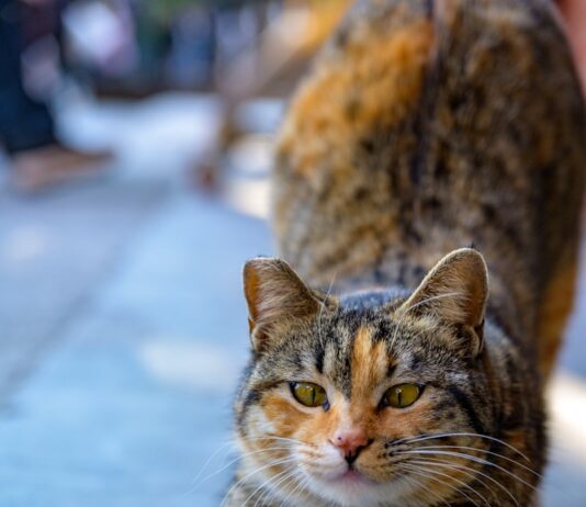 바쁜 직장인, 건강은 놓치지 말자… 요즘 뜨는 ‘마이크로 루틴’ 실천법 주목 A tabby cat stretches its front paws forward.