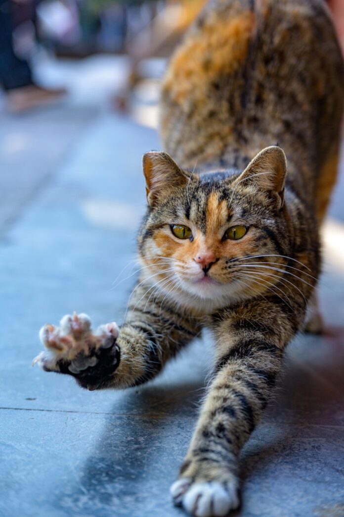 Photo by Andy Luo A tabby cat stretches its front paws forward.