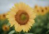 일상 속 스트레스, 작은 변화로 건강하게 관리하는 법 A close-up of a bright yellow sunflower in a field.