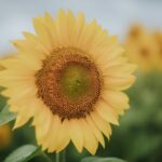 일상 속 스트레스, 작은 변화로 건강하게 관리하는 법 A close-up of a bright yellow sunflower in a field.