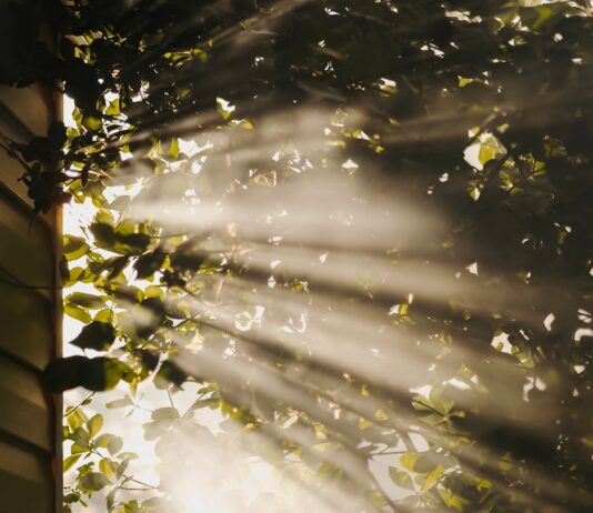 만성피로, 일상 속 ‘소진’ 탈출을 위한 최신 건강 트렌드와 실천 루틴 sun rays coming through trees